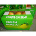 Varmt salg deilig fersk pomelo